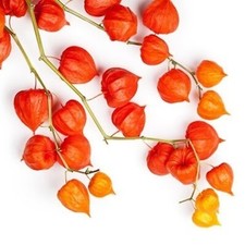 100 Graines de Lanterne