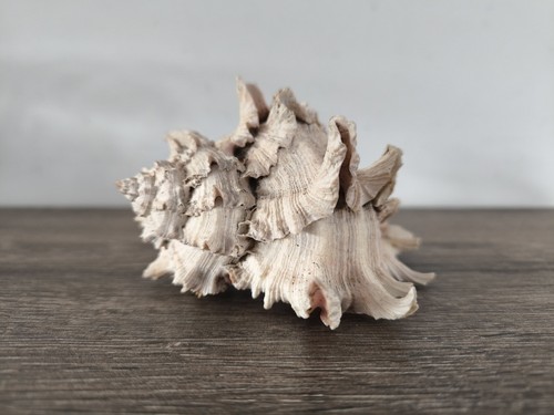 Coquillage murax poids 231 - coquillage,