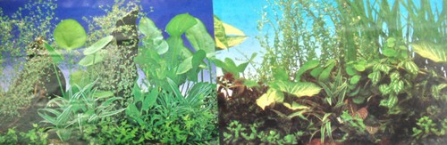 Poster fond aquarium - poster, d
