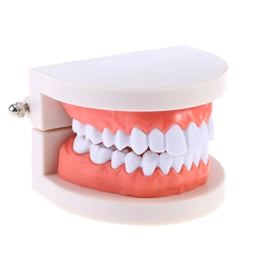 Modèle dents étude - de,