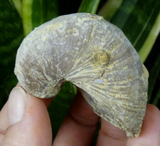 Joli Gryphea Arcuata Vosges