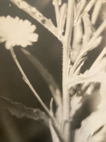 Grande originale photo francis - grande,
