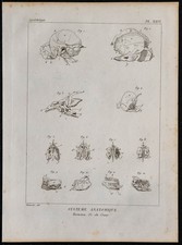 1825 - Détails des os du