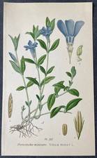 Botanique Pervenche mineure Vinca minor Gravure couleur de 1893 par Masclef