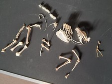 Squelette de pigeon désarticulé