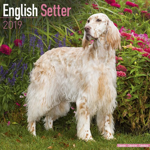 Calendrier 2019 setter - 2019,