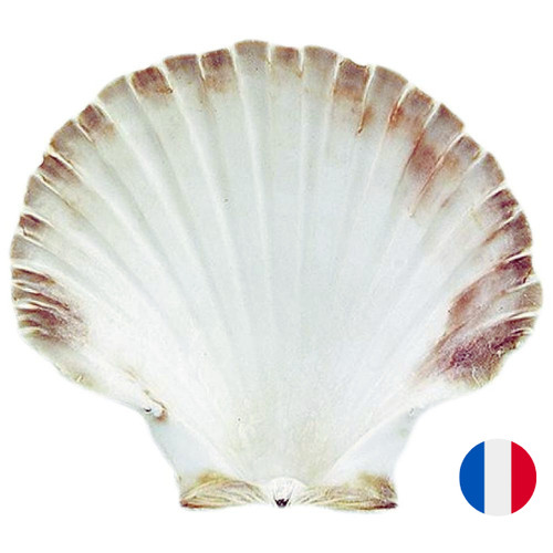 Coquille saint jacques - coquille,