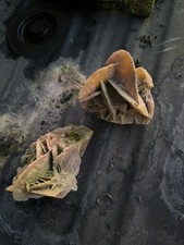 Pierre Minéral Rose Des Sables 