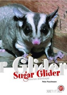 Der sugar glider - der, glider: