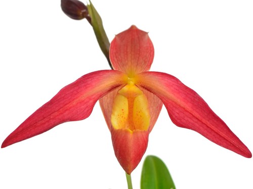 Phragmipedium eric young - phragmipedium,