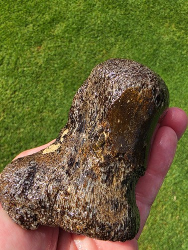 Partially digested mosasaur - partially,