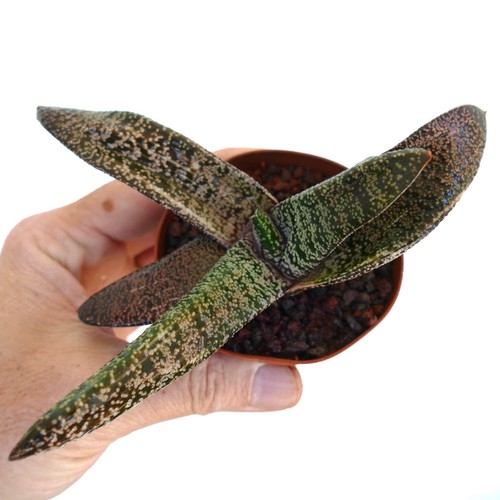 Gasteria carinata batesiana - x,