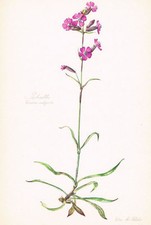 Silene Viscaria - Pechnelke Impression Couleur De 1954 Elsa Felsko Lychnis
