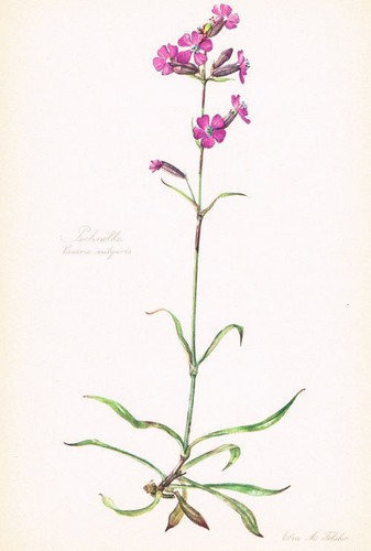 Silene viscaria pechnelke - silene,