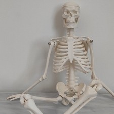  Medical Skeleton Educational
