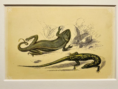 Lézard camélion gecko