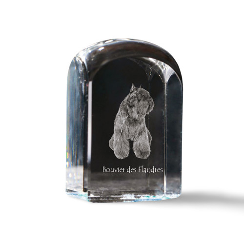Flandrischer treibhund - flandrischer,