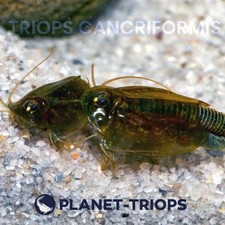 Triops Cancriformis 50 oeufs + 1g spiruline + 2g granules specifiques + notice