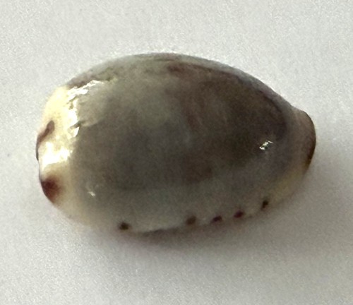 Coquillage cypraea cyprae - coquillage,