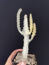 RARE! Cactus Blanc Lactéa