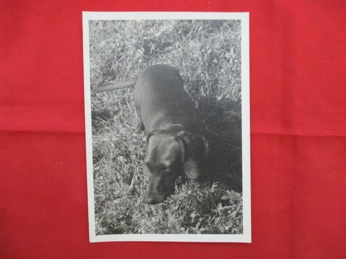 Ancienne photographie chien - ancienne,