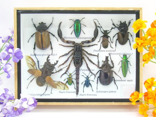 Insectes exotiques réel - exotiques,