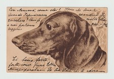 Portrait de Teckel en relief . Cpa 330