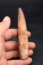 Dent de Spinosaure 124mm  dinosaure du Maroc Fossile Spinosaurus