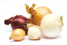 200 Graines d'Oignons Mélange coloré - potager aromatique - semences paysannes