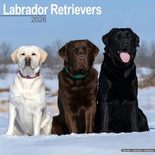 Calendrier 2026 - LABRADOR