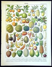 Ancienne gravure de presse  -  Les Fruits (a)