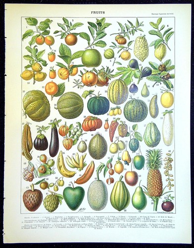 Ancienne gravure presse - ,