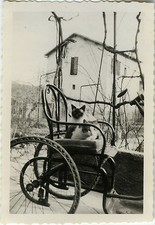 PHOTO ANCIENNE - VINTAGE SNAPSHOT - ANIMAL CHAT FAUTEUIL DRÔLE - CAT FUNNY