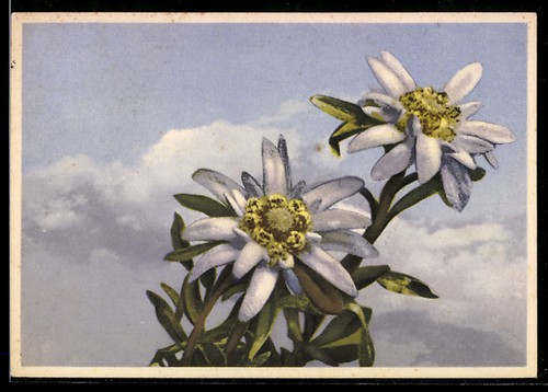 Leontopodium alpinul