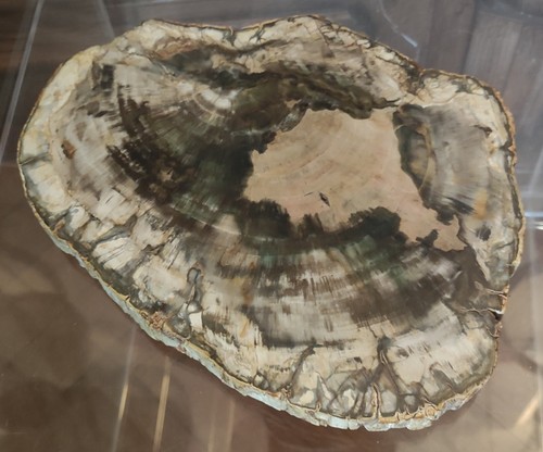 Tranche bois fossile - tranche,