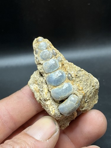 5 cm véritable - /,