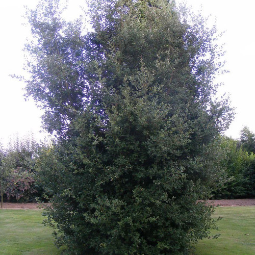 Quercus ilex chêne vert - ilex,