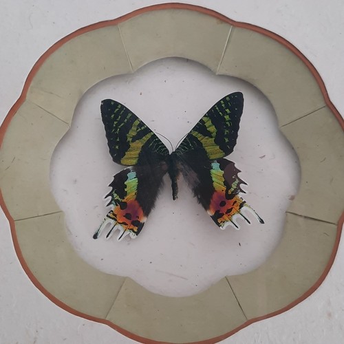 Papillon naturalisé maison