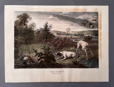 Folle et Mitte, chiennes de