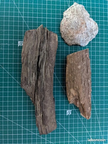 Fossile branches d arbre - 3,