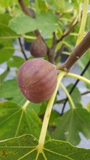 Ficus carica 'Pastiliere' /