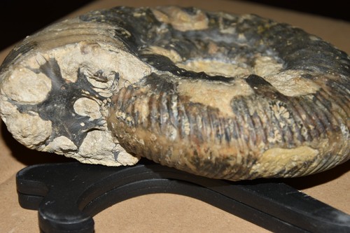 Grande ammonite parkinsonia - grande,
