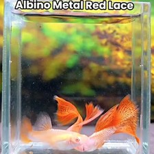 paire de poissons guppy