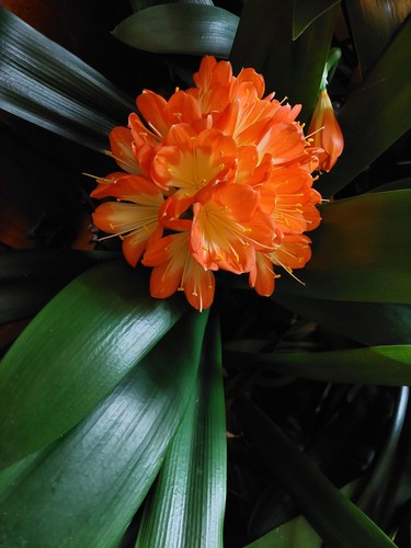 Clivia miniata broadleaf - miniata,