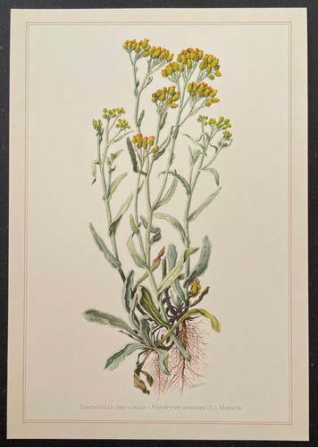 Botanique immortelle des - botanique,
