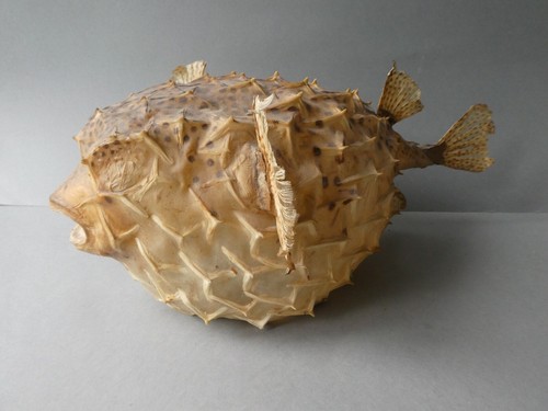 Taxidermie cabinet - taxidermie,