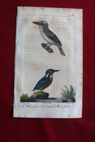 Gravure colorée oiseaux - colorée, 1824