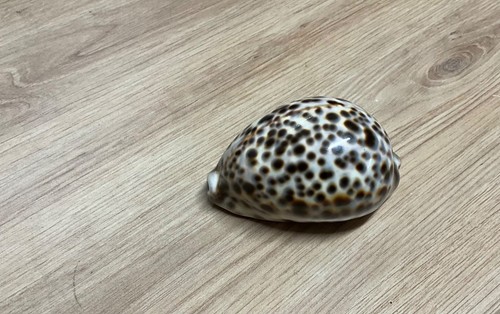 Beau coquillage cypraea - ,