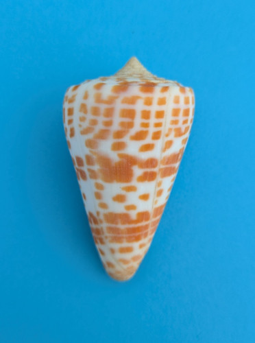 Conus tessulatus