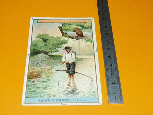 Chromo 1890 1900 chicoree - chromo,